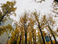 -百林公园-两江幸福广场