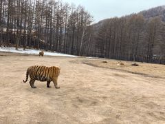 -横道河子东北虎林园