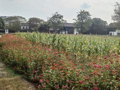 -田园东方蜜桃村的田野营地