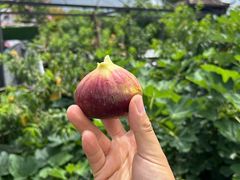 -樂桃源奉贤黄桃种植采摘基地