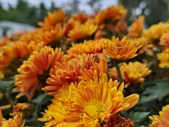-黑龙江省森林植物园