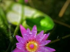 -味千拉面(双井店)