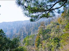-天目山大树王景区