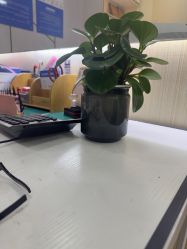 -碧莲盛·不剃发植发