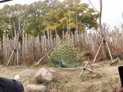 -上海野生动物园