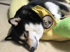 -逗柴咖啡屋·狗咖猫咖宠物桌游