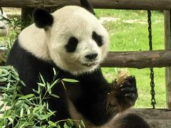 -西霞口神雕山野生动物世界