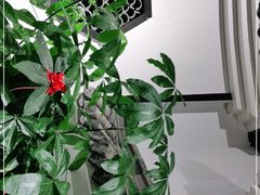 -铁道茶苑.色稷餐厅(莲花南路店)