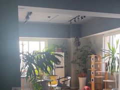 -东方名猫馆·英短金渐层布偶猫舍(环线广场1号楼店)