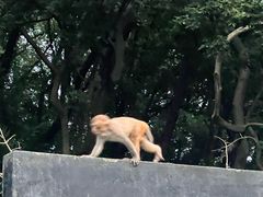 -苏州上方山国家森林公园