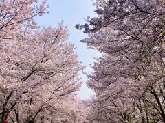 -天王浮山樱花园