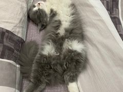 -派特宠物医院(圆融广场店)