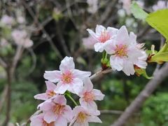 -王借岗森林公园