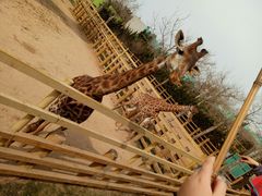 -西霞口神雕山野生动物世界