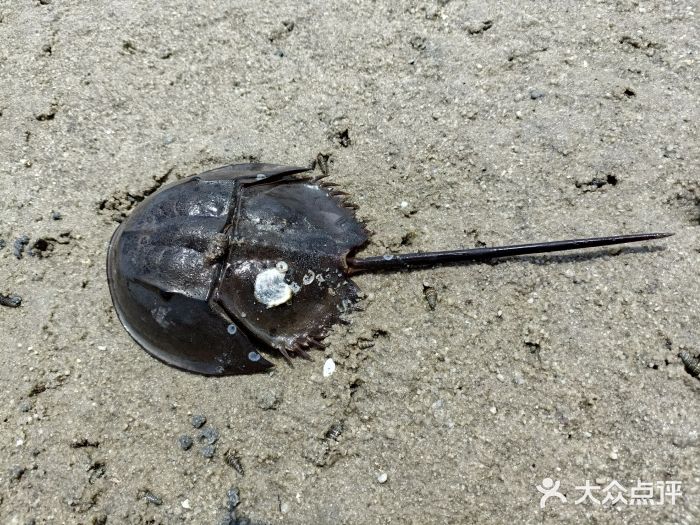 北海金海湾红树林生态旅游区图片