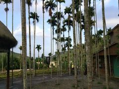 -海南槟榔谷黎苗文化旅游区