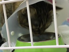 -美联众合动物医院·24h京西诊疗中心