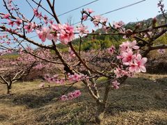 -彩虹鹰嘴桃石峡龙眼生态果园