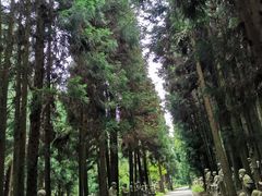 -武陵山森林公园