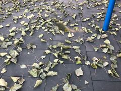 -北京四中(道元校区)
