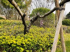 -思念果岭悦温泉