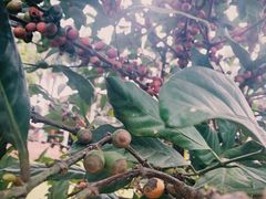 -侯臣咖啡文化村