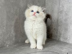-小猫来了·猫舍(红山六九七九店)