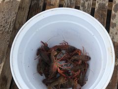 -同銮特种养殖场·龙虾垂钓