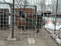 -1982农场