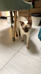 -U3美甲