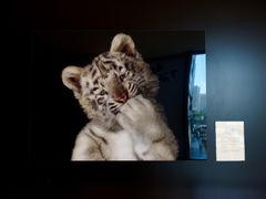 -PAUL LAFAYET 法式甜品(深圳湾万象城店)