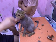 -喵百万·布偶·蓝金金渐层英短·猫舍(百子湾店)