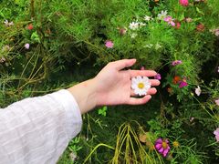 -合肥滨湖国家森林公园