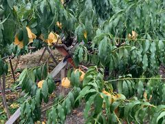 -南汇老顾农家乐采摘大团水蜜桃采摘店