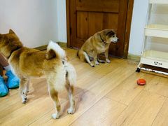 -是阿柴呀！柴犬咖啡·爱喵喵猫咖