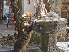 -喵屿·大理花园猫咖