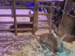 -正佳雨林生态植物园