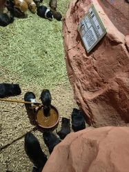 -Zoolung Zoolung动物主题公园(海信广场店)