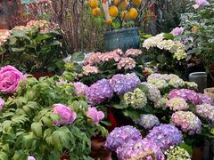 -朝来春花卉市场