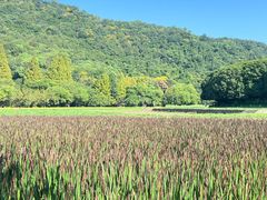 -八卦田遗址公园