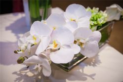 -上海雅居乐万豪侯爵酒店·宴会厅
