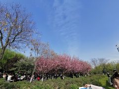 -西安青龙寺遗址景区