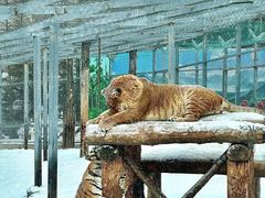 -横道河子东北虎林园