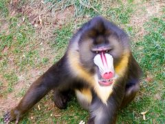 -西霞口神雕山野生动物世界