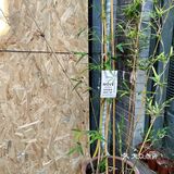 【友杏】遇见杨梅竹斜街胡同～