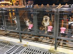 -柴犬高等学院·狗咖·柴犬售卖·宠物训练