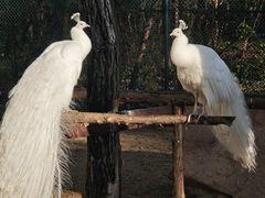 -秦皇岛野生动物园