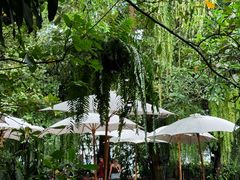 -Fern Forest Cafe