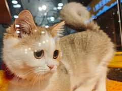 -欣宠猫屋·矮脚拿破仑·蓝金金渐层