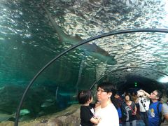 -悉尼海洋生物水族馆